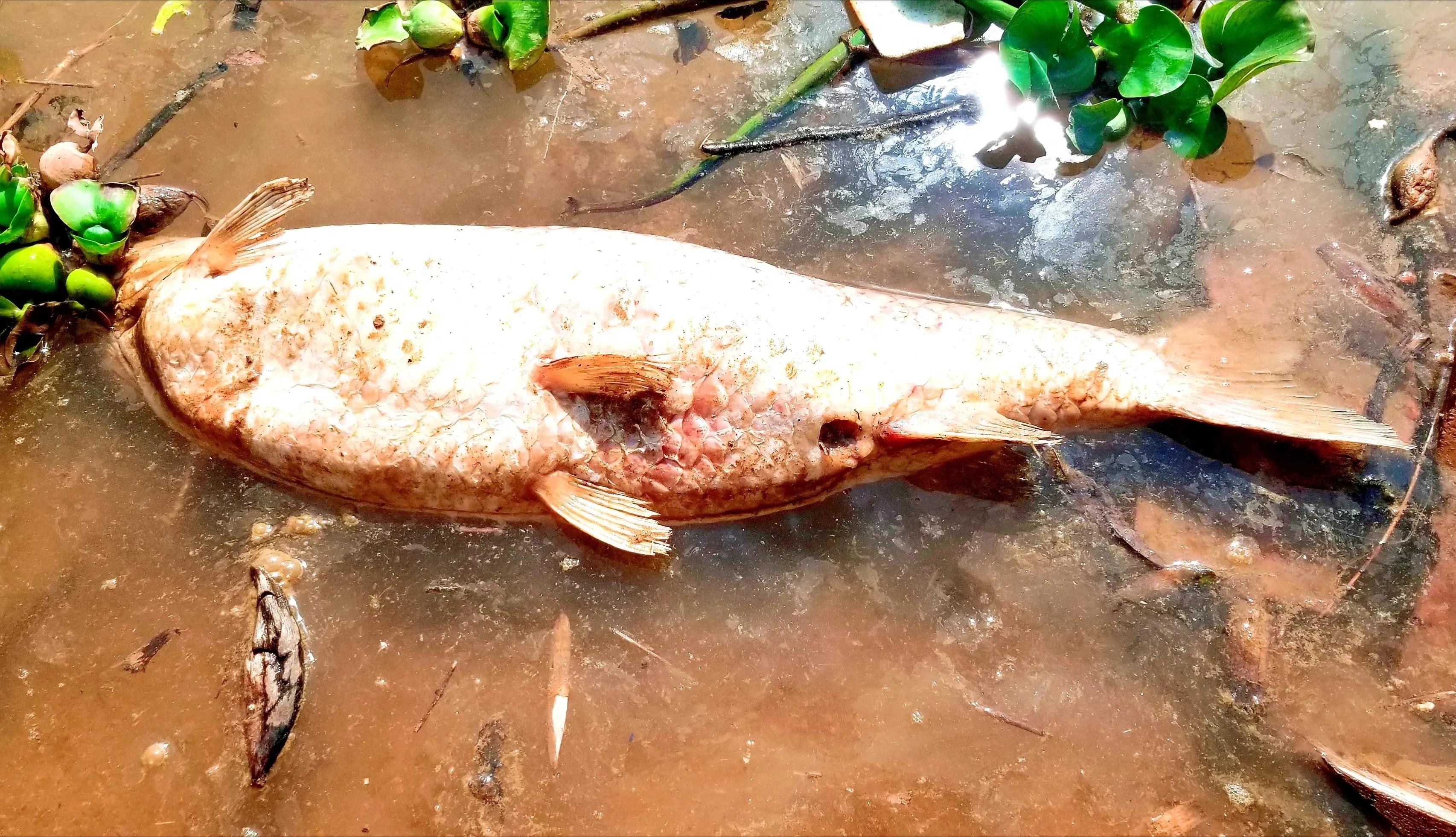 幸运？东江里1米多长的“青鱼王”死了，网友：鱼石值钱！