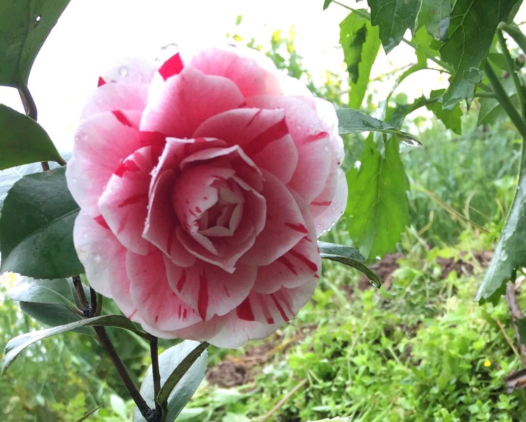 茶花夏天重剪后怎么养详细介绍专业回答