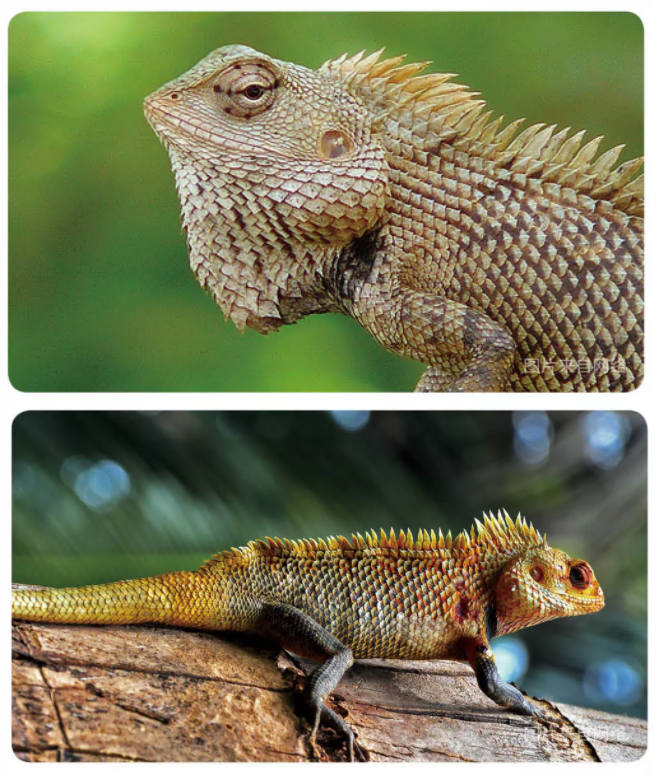 变色树蜥是什么(带你了解爬行于树丛中的变色树蜥)