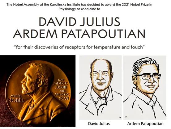 2021年诺贝尔生理医学奖：为什么颁给他们？