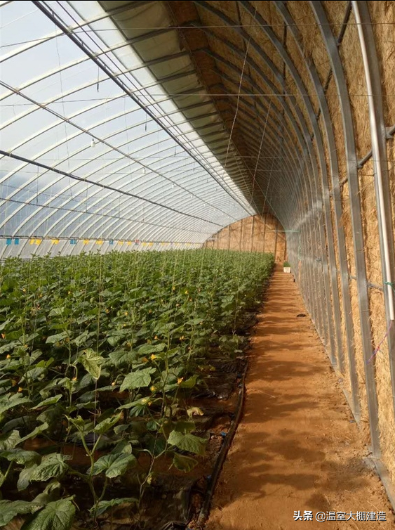 日光温室的三种放风方法你了解吗？