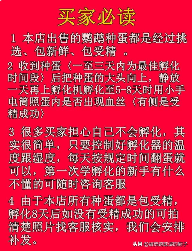 金刚鹦鹉,你买的起吗?拼多多一只花不到1千,网友买鹦鹉蛋自己孵化