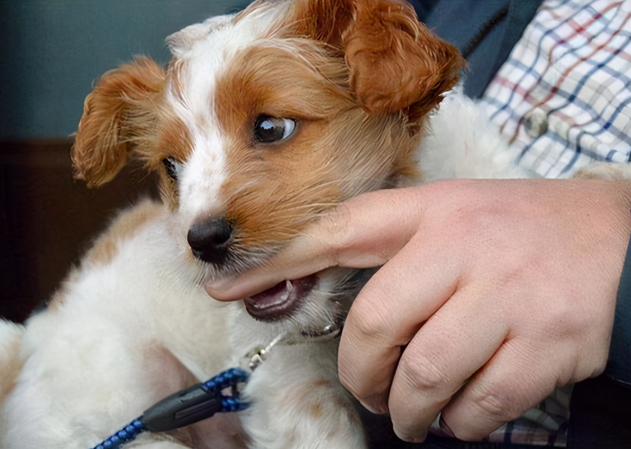 被狗"轻咬"也有含义?我用10年养狗经验总结,它在警告你