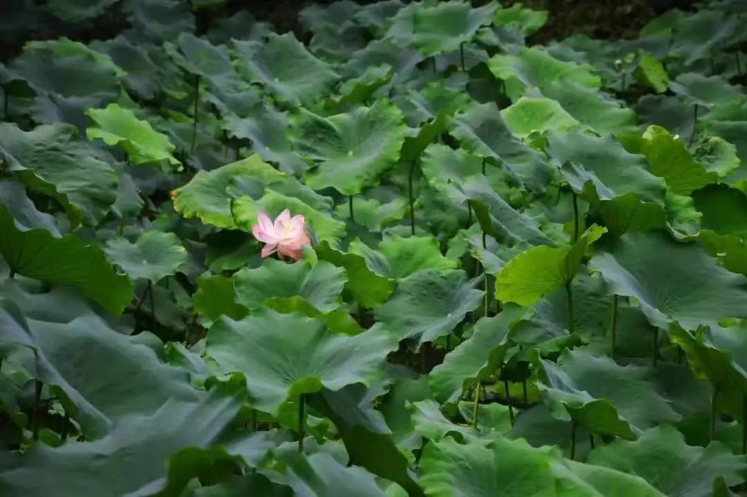 入诗草堂 | 黄鹂鸣翠柳,桥西落草堂