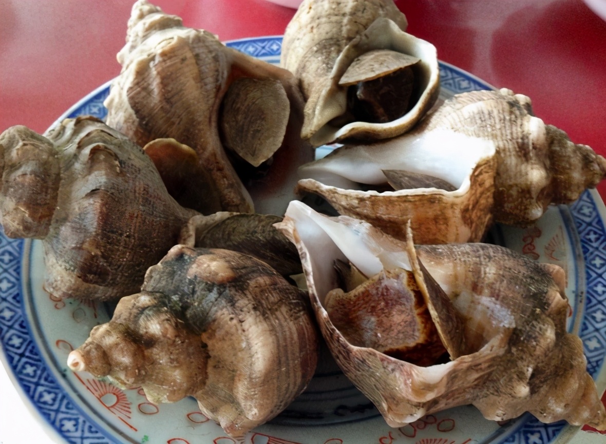 海螺的尾部到底是螺黄还是螺屎呢?很多人没弄明白,别再分不清