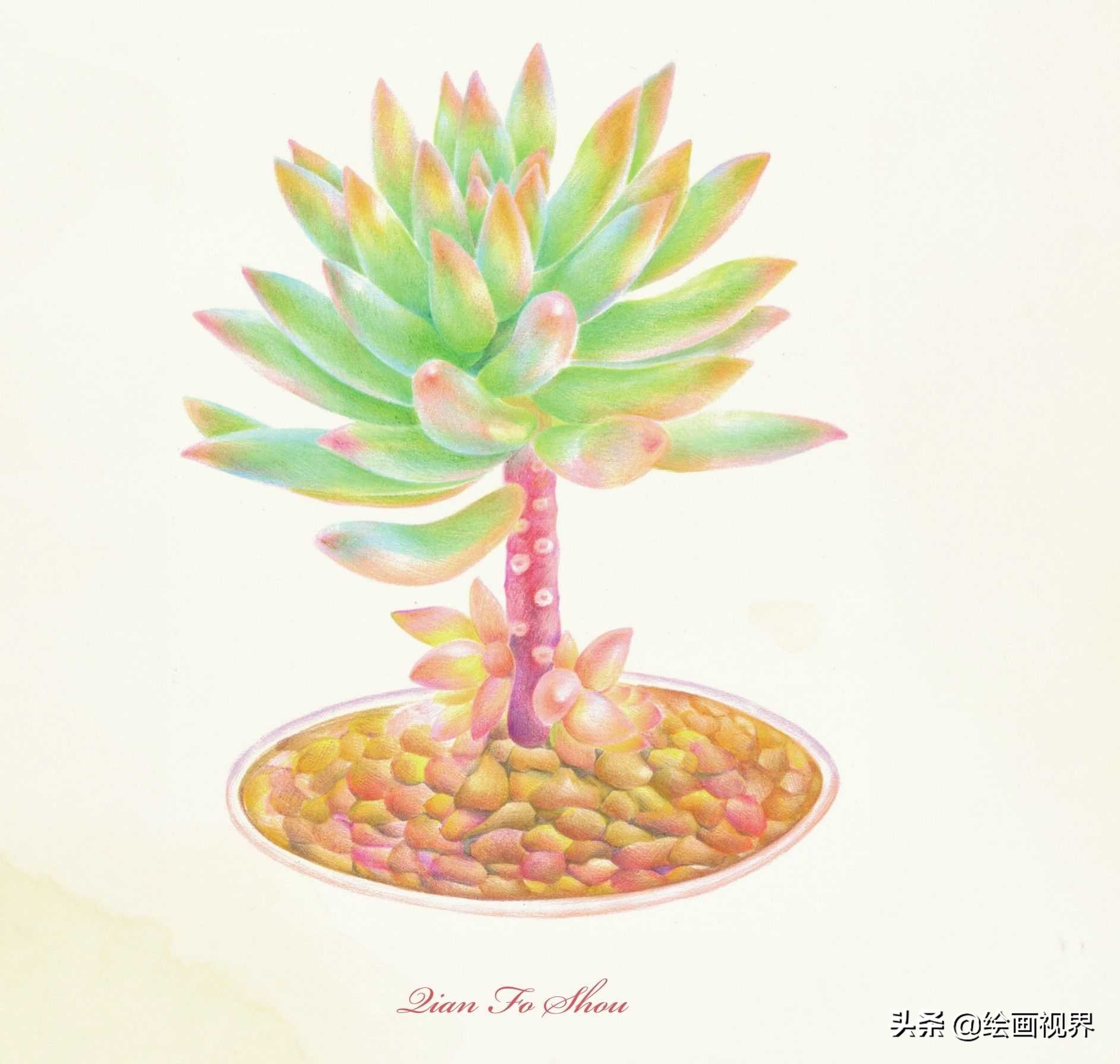 如何画简单的多肉植物