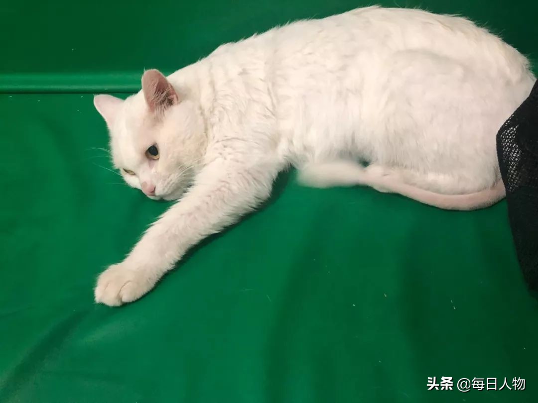 年轻人为何会养猫致贫？平均花费3969元，治猫绝症靶向药四万五