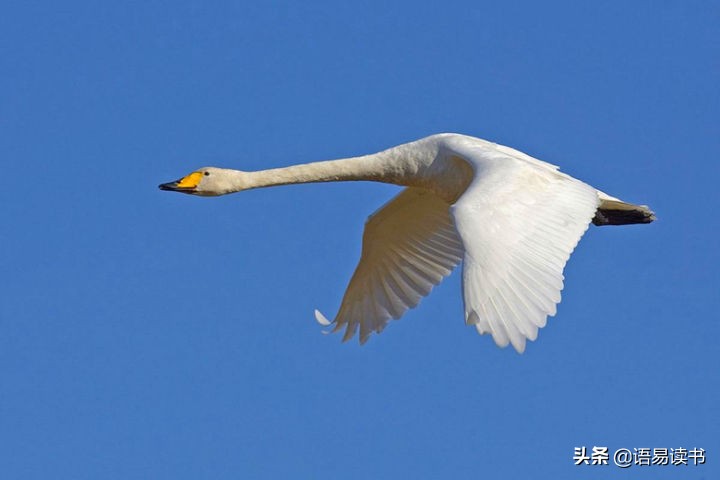 学弈古诗原文及翻译(学弈古诗意思解释)