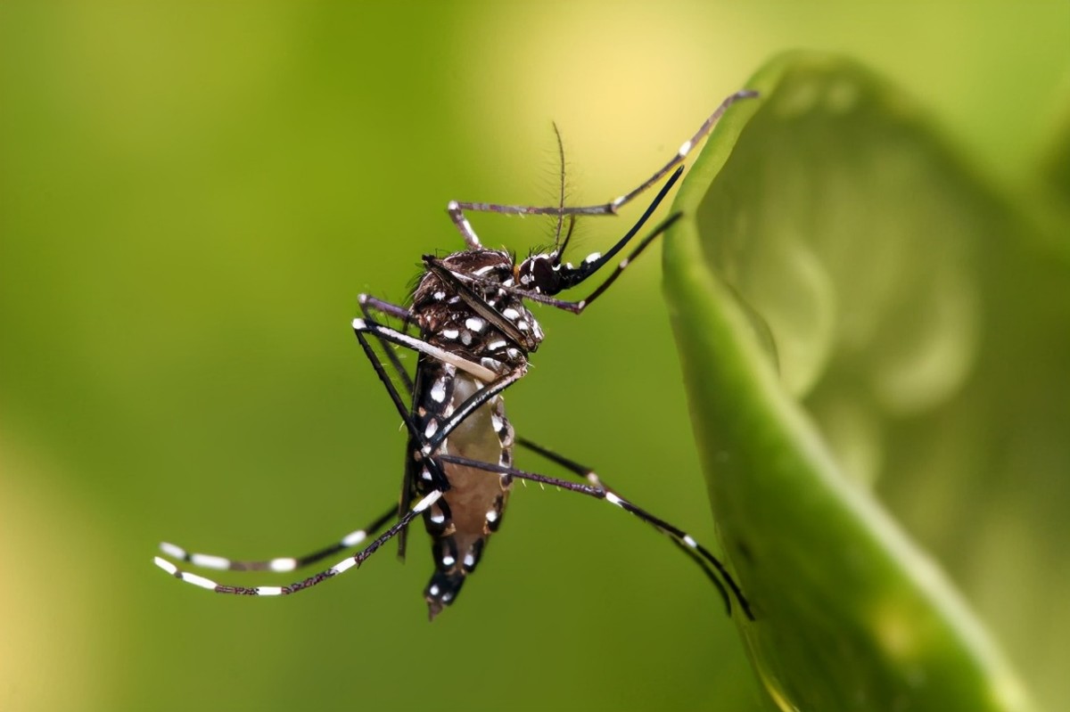 可恶的蚊子竟是“益虫”？如果世界上没有蚊子，会变成什么样？