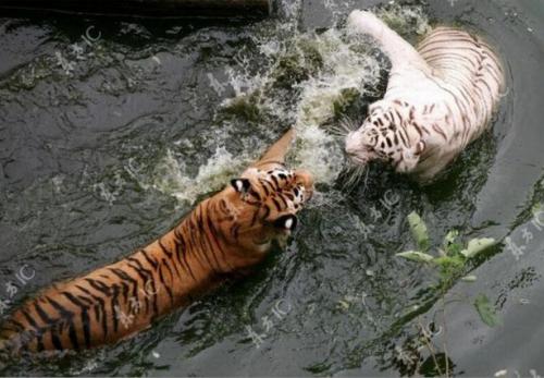 辟谣：猫咪不喜欢水才讨厌洗澡？错了，了解一下正确的洗猫知识