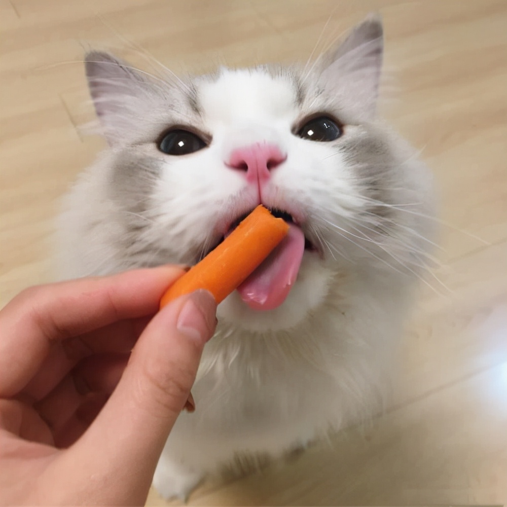 猫咪掉毛怎么办（撸猫一时爽，掉毛“火葬场”，猫咪掉毛严重怎么办？）