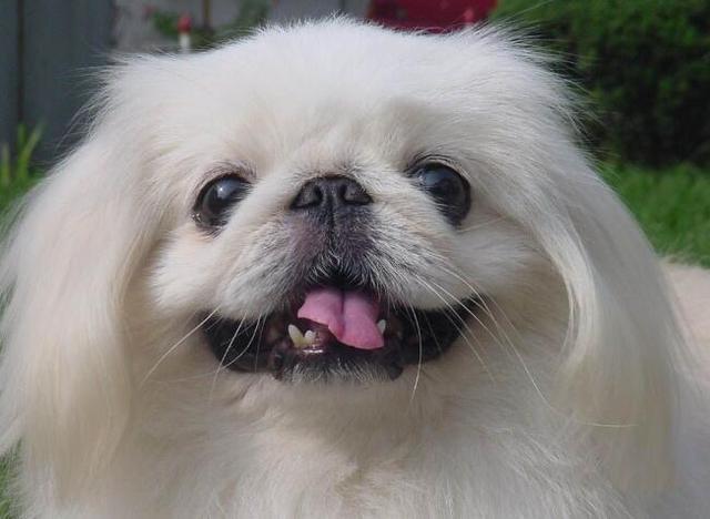 曾经享尽荣华富贵的皇家御犬——京巴犬 挑选饲养护理方法等全介绍