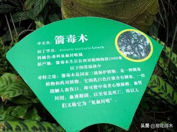 箭毒木(剧毒植物：见血封喉树和解毒良药“红背竹竿草”)