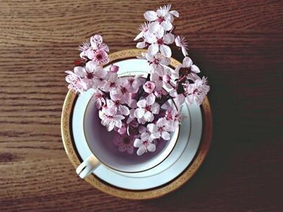 樱花什么时候开（樱花开花的时间与养护技巧）