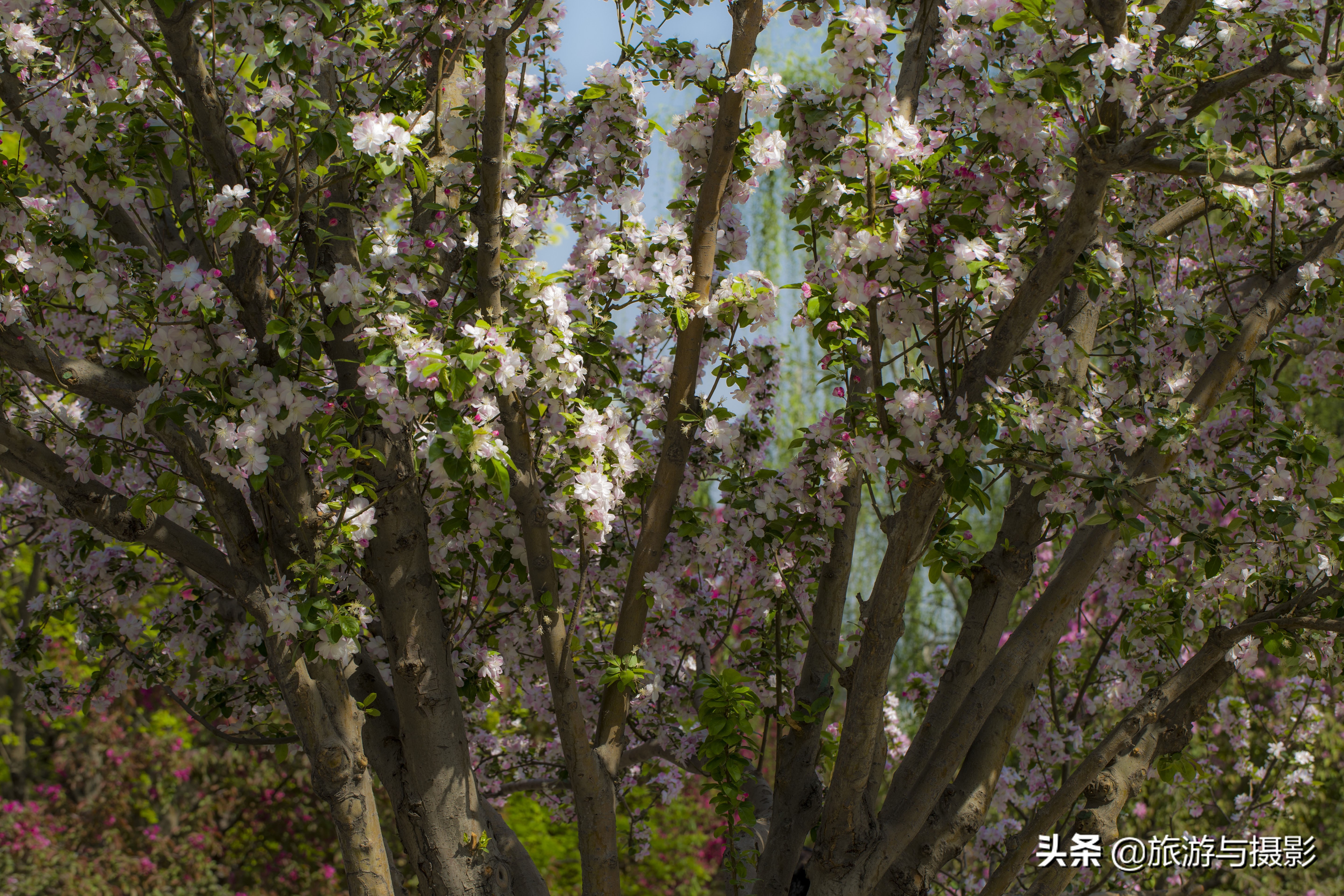 海棠花古诗美图38首