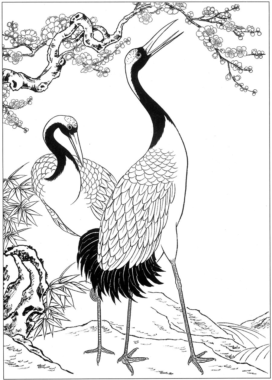 仙鹤高清白描线稿图片下载19幅