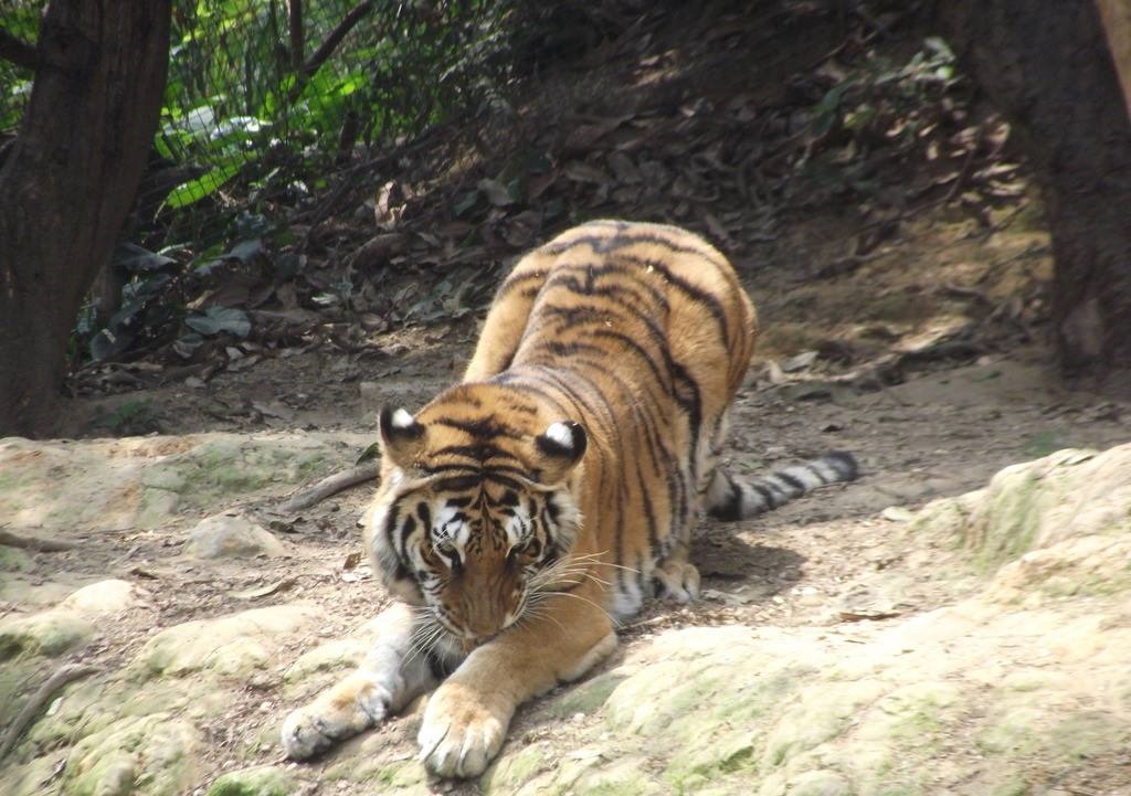 澳洲野猫泛滥，人类不阻止的话，最终能进化成老虎一样的猛兽吗？