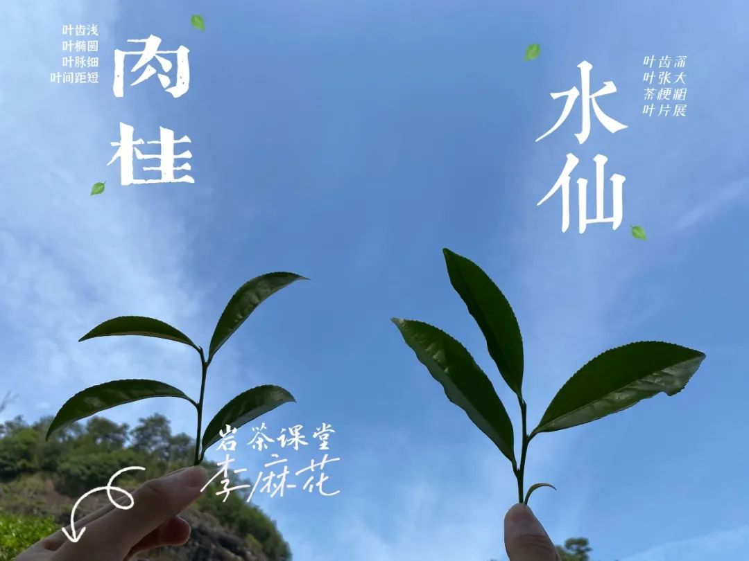 都是乌龙茶，老丛水仙与凤凰单丛有什么区别，你能说中几个？