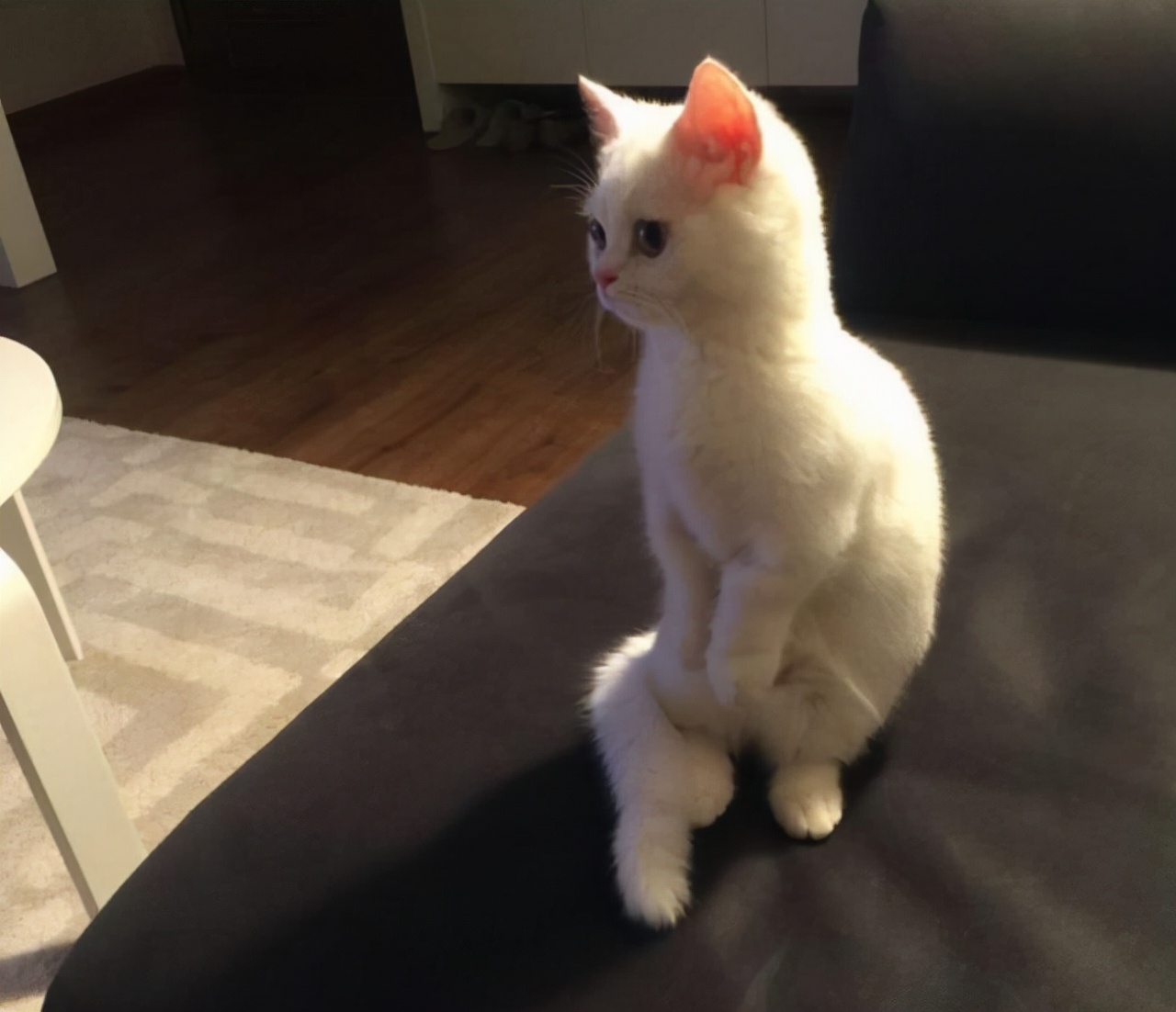 曼赤肯猫：猫界中的霍比特人，天生腿短却喜欢站立，成最萌的猫