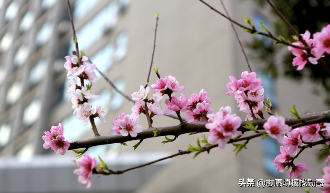 聚焦丨报考这些院校的顶尖专业，以后就业就不用愁了！