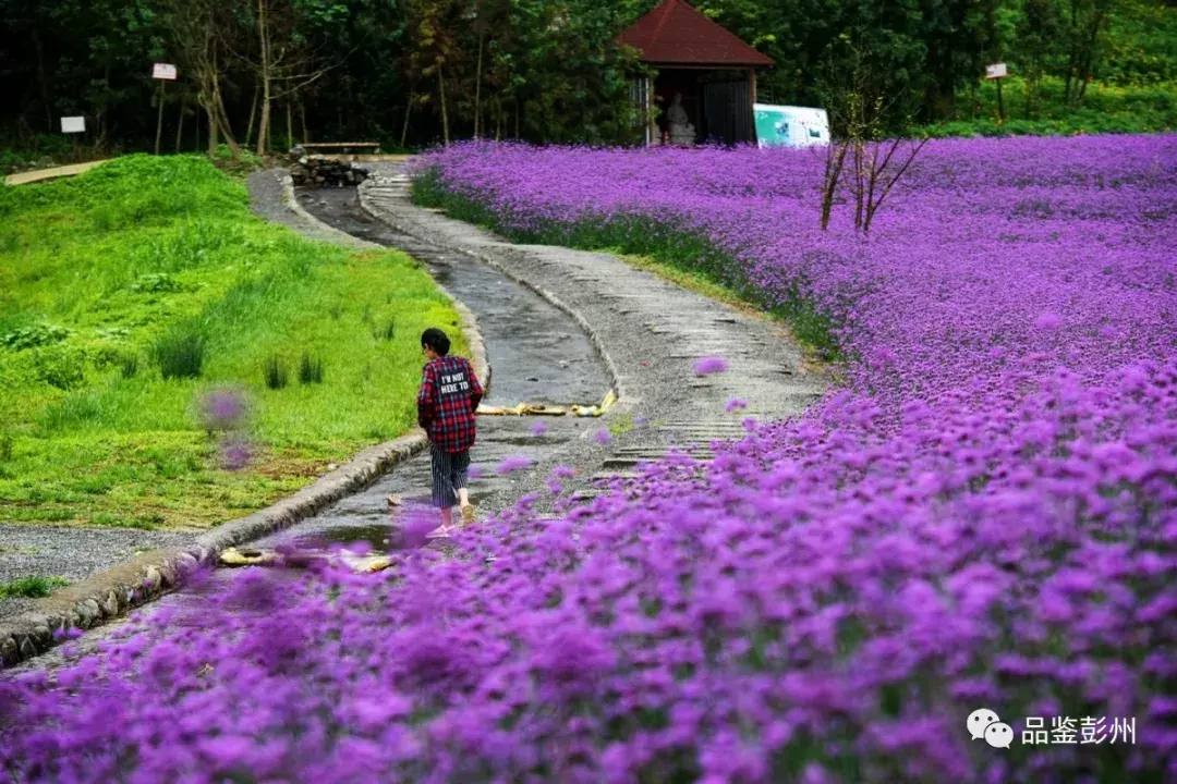 惊艳！蜂鸟闹花枝，彭州这片百亩紫色花海浪漫如仙境