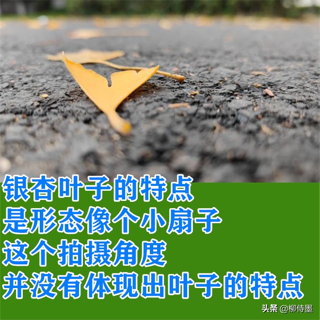 叶子形态各有千秋，跟着摄影师学拍照，拍美“一叶知秋”