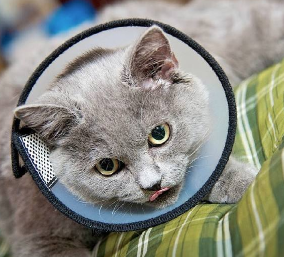 养宠小知识：猫咪外伤如何处理？家里应该准备哪些常备应急工具？