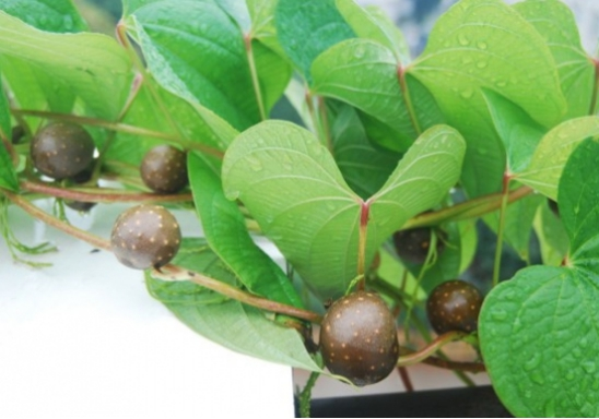 盘点山药的种植方式,老农民都不全会,你知道几种?