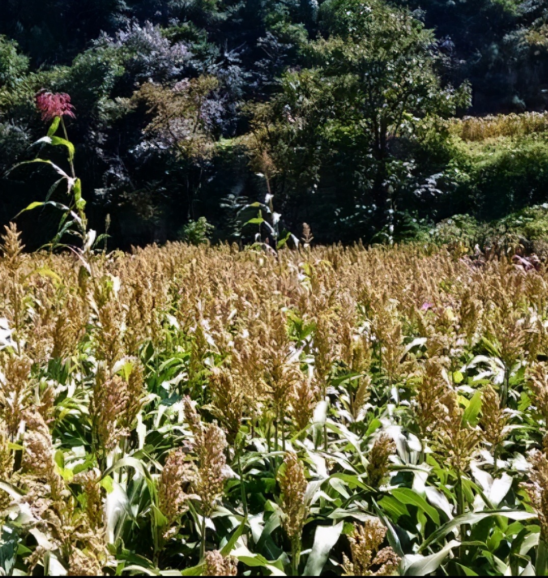 诗歌欣赏、启蒙自助学堂——第2课 白居易笔下的喜雨