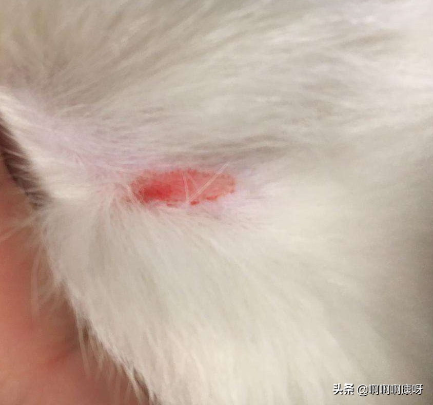 怎么判断感染猫藓，猫藓又是什么，猫藓患者教你预防治疗的好办法