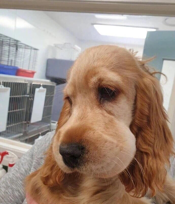 汪爸汪妈上岗培训课——教你如何正确饲养狗狗