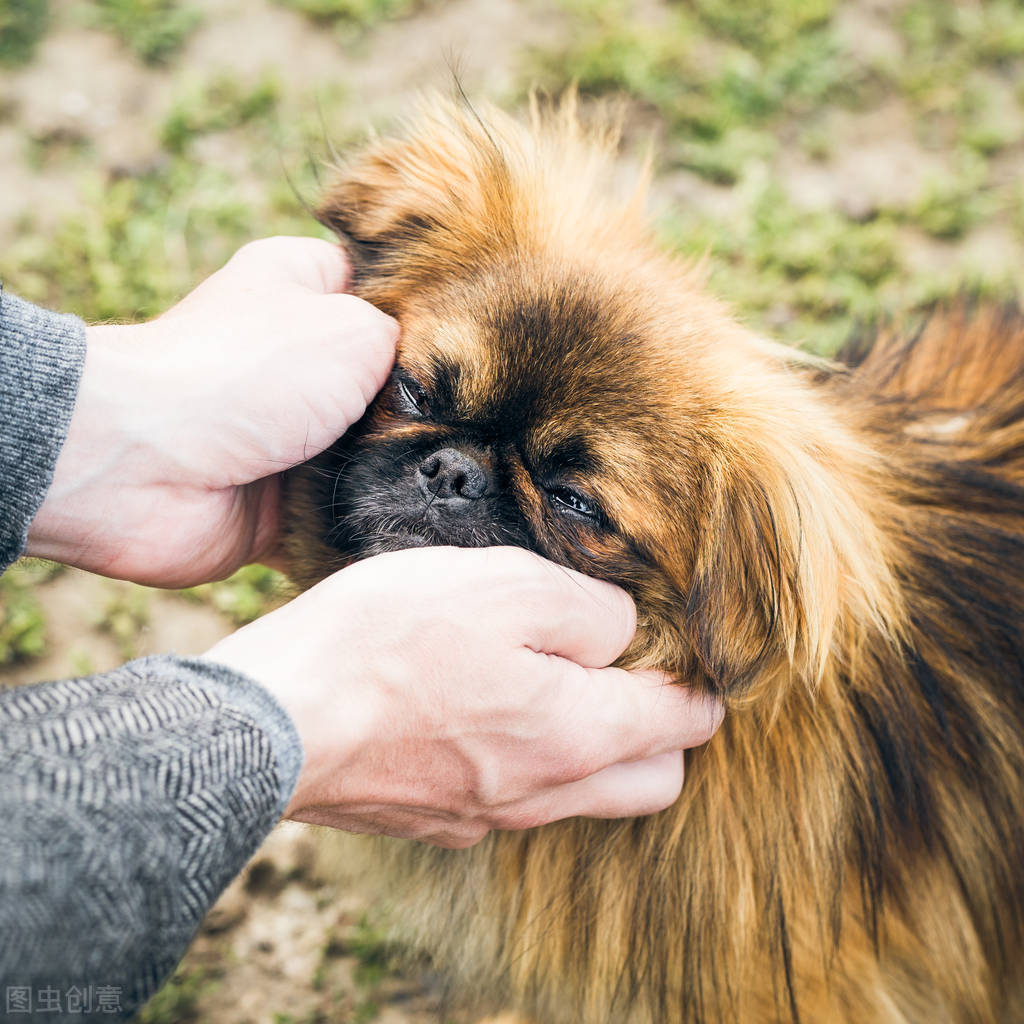 曾经享尽荣华富贵的皇家御犬——京巴犬 挑选饲养护理方法等全介绍