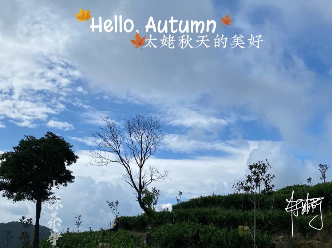 新手第一次买白茶，选什么比较好？白毫银针、白牡丹还是寿眉？