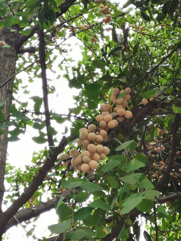 银杏树种植,银杏树种植方法