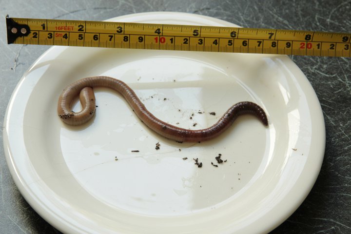 巨蚯蚓(用蚯蚓钓了这么多年的鱼,第一次见到这样的恐怖的巨型蚯蚓)