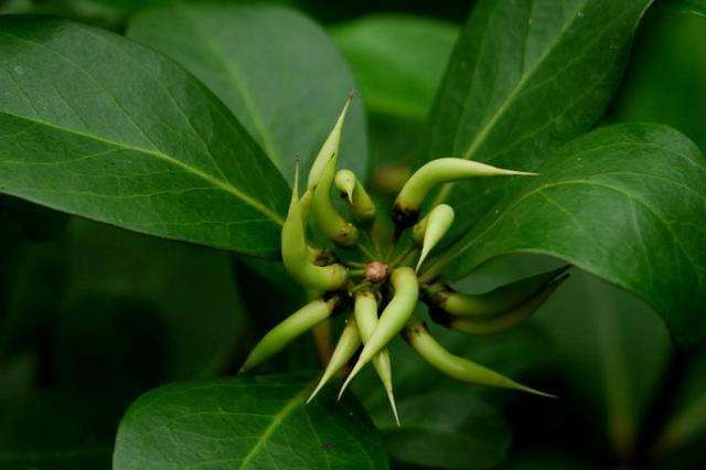 胎生植物(新奇，竟然还有这类“胎生”植物)