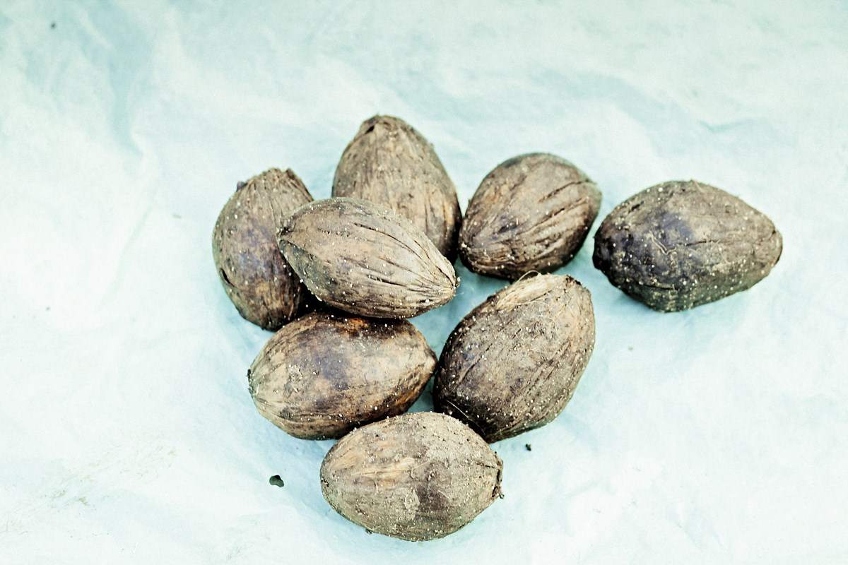 槟榔的危害又一例槟榔致多器官衰竭