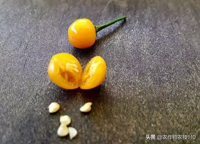 这是世界上最贵的辣椒!每公斤23万,想买还买不到
