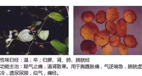 300个中草药图谱（附主治功效），知道一半就太牛了（上）