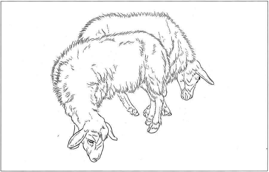 羊高清白描线稿图片下载18幅