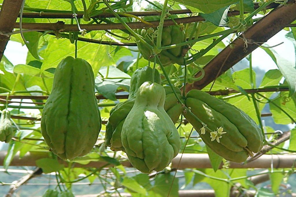 国内葫芦科蔬果全介绍