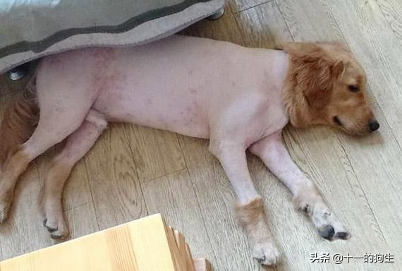 跳蚤不是个好东西，对你和狗而言都不是，那如何治疗与预防挑在呢