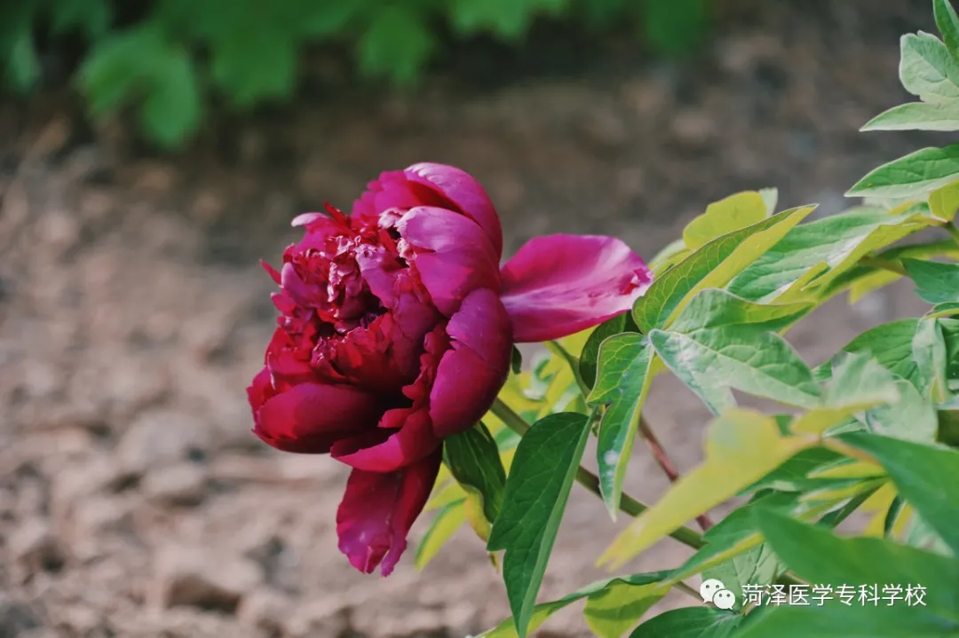 菏泽医学专科学校牡丹，又是姹紫嫣红开遍