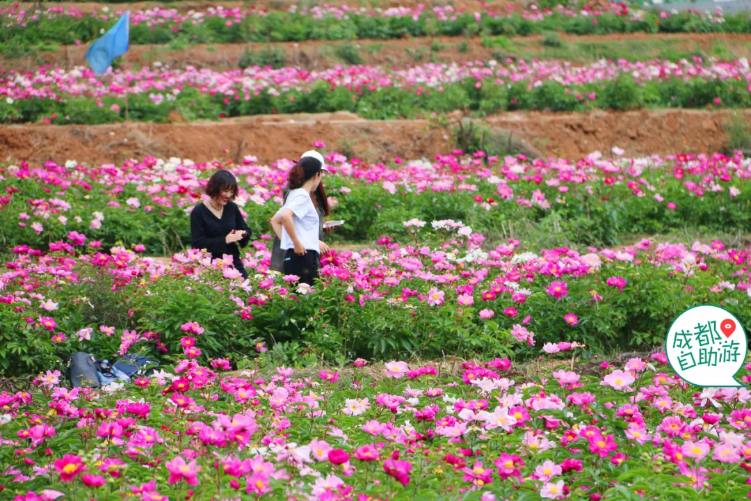 30000亩芍药花开!成都出发1.5h,免费赏花、徒步、游山…绝了