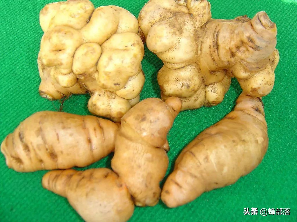 什么藥材好種植,什么藥材好種植又賺錢