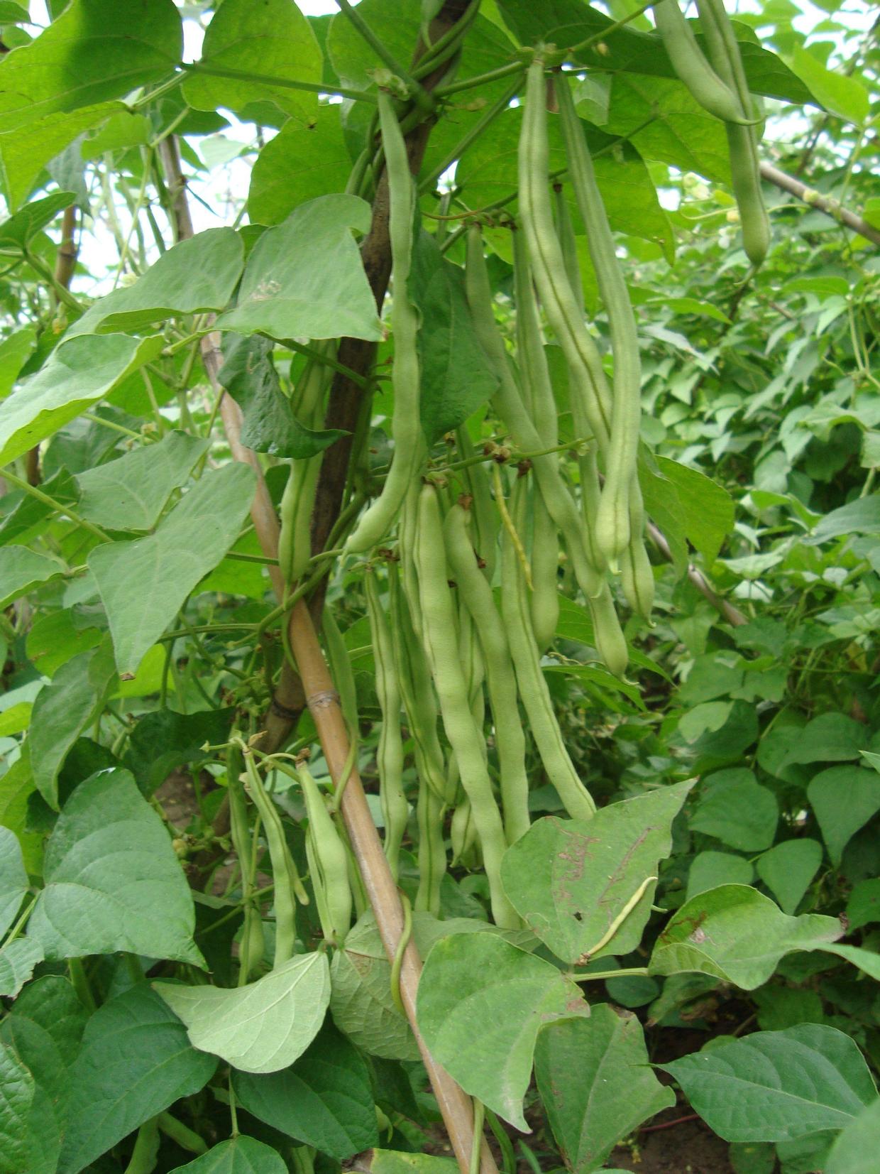 豇豆圖片,豇豆圖片大全