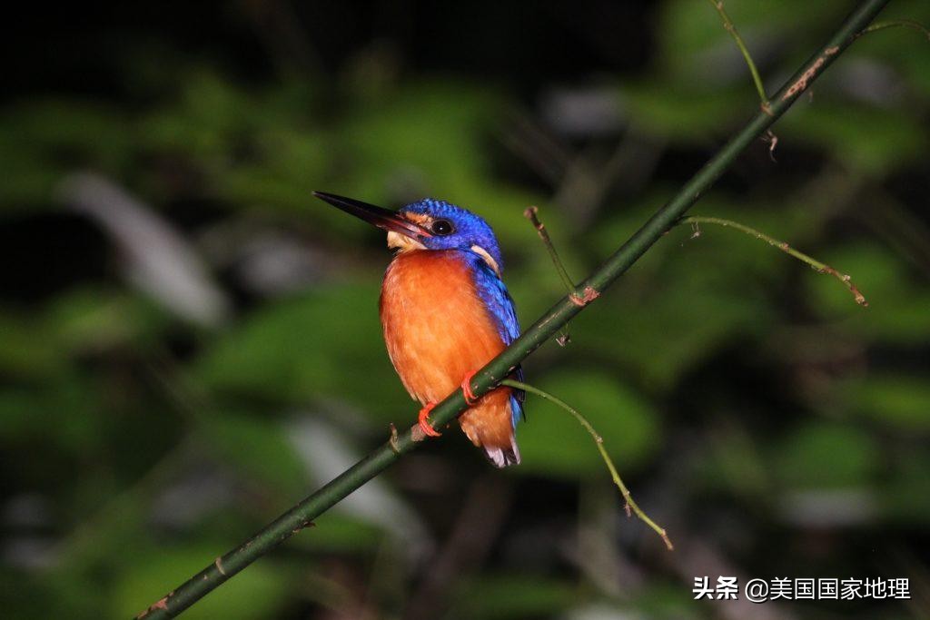 lemur是什么动物(为什么有些红毛猩猩的”腮帮子“没那么大？)