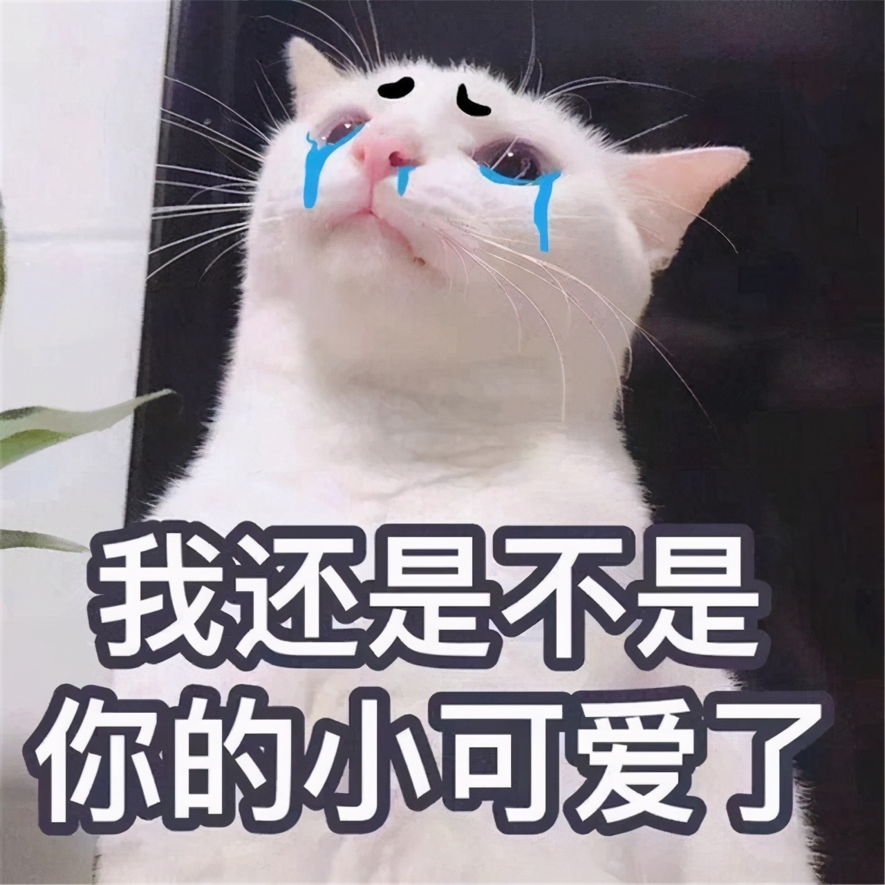 学生吐槽高考前后伙食反差大，考前熊猫考后狗熊，母爱如水土流失