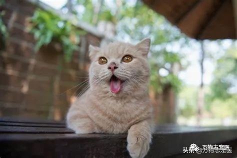 猫咪吐舌头是单纯的傻吗？