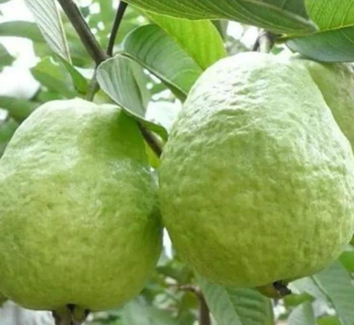 ���С�ʯ��ȴ���ⷪ��������һ�ɼ�ʺζȴ�кܶ���ϲ����